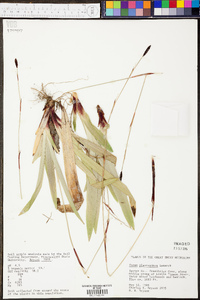 Carex plantaginea image