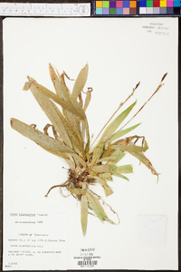 Carex plantaginea image