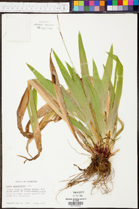 Carex plantaginea image