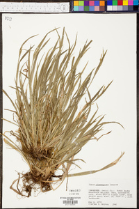 Carex plantaginea image