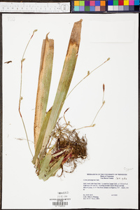 Carex plantaginea image