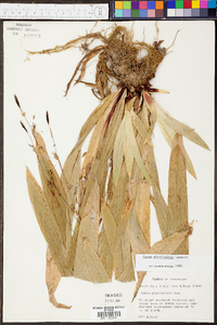 Carex plantaginea image