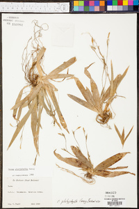 Carex platyphylla image