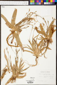 Carex platyphylla image