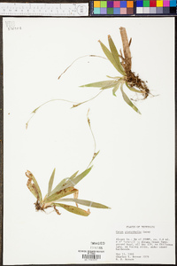 Carex platyphylla image