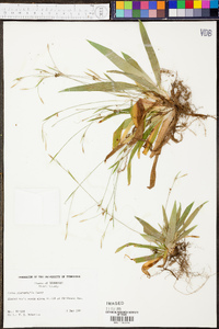 Carex platyphylla image