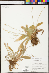 Carex platyphylla image