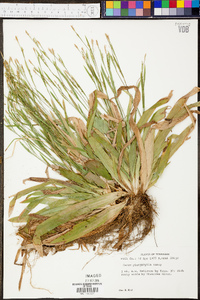 Carex platyphylla image