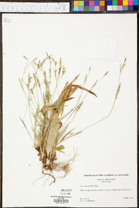 Carex platyphylla image