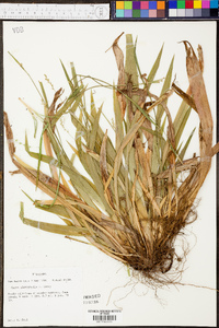 Carex platyphylla image