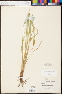 Carex prasina image