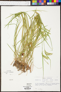 Carex prasina image