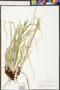 Carex oxylepis image