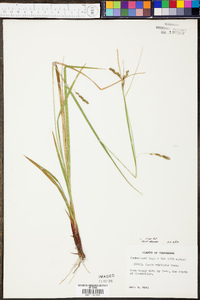 Carex oxylepis image