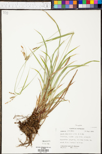 Carex oxylepis image