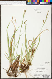 Carex oxylepis image