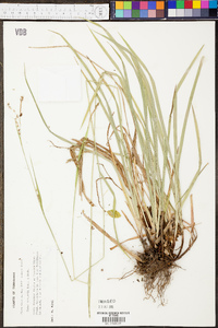 Carex oxylepis image