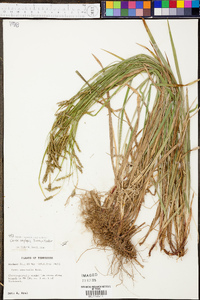 Carex oxylepis image