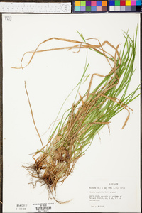 Carex oxylepis image