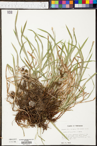 Carex oxylepis image