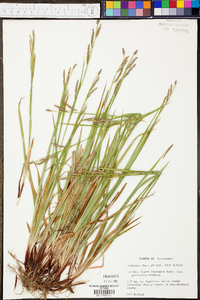 Carex oxylepis image