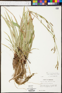 Carex oxylepis image