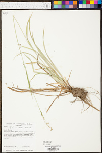 Carex oxylepis image