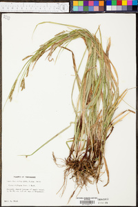 Carex oxylepis image