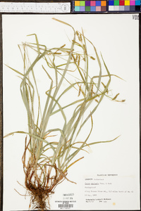 Carex oxylepis image