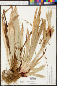 Carex plantaginea image