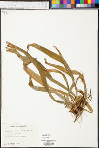 Carex plantaginea image