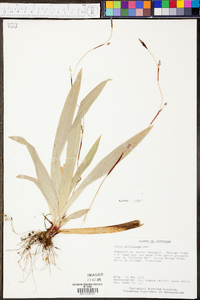 Carex plantaginea image