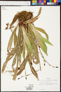 Carex plantaginea image