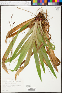 Carex plantaginea image