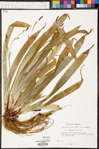 Carex plantaginea image