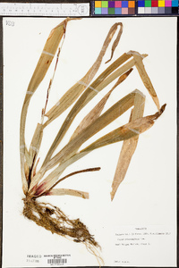 Carex plantaginea image