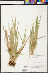 Carex pigra image