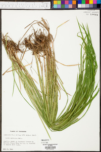 Carex prasina image