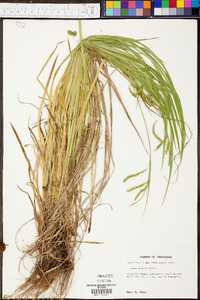 Carex prasina image