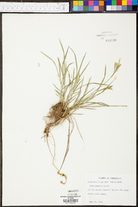 Carex prasina image