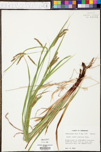 Carex oxylepis image