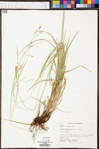 Carex oxylepis image