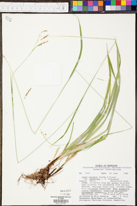 Carex oxylepis image