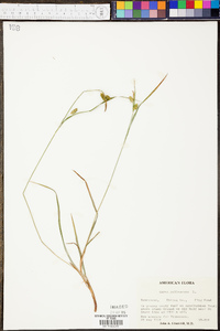 Carex pallescens image