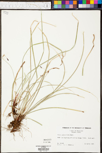 Carex pedunculata image