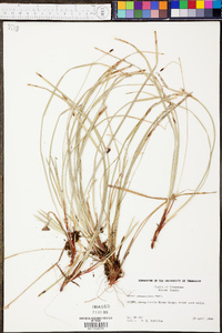 Carex pedunculata image