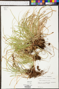 Carex pedunculata image