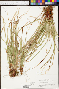 Carex pedunculata image