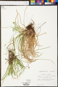 Carex pedunculata image