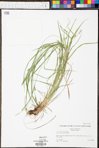 Carex oligocarpa image